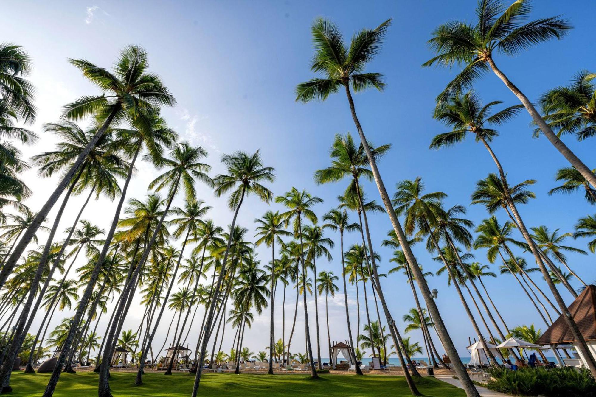 فيفا ويندام في سامانا - منتجع شامل الكل، للكبار فقط لاس تاريناس المظهر الخارجي الصورة Palm trees in Punta Cana